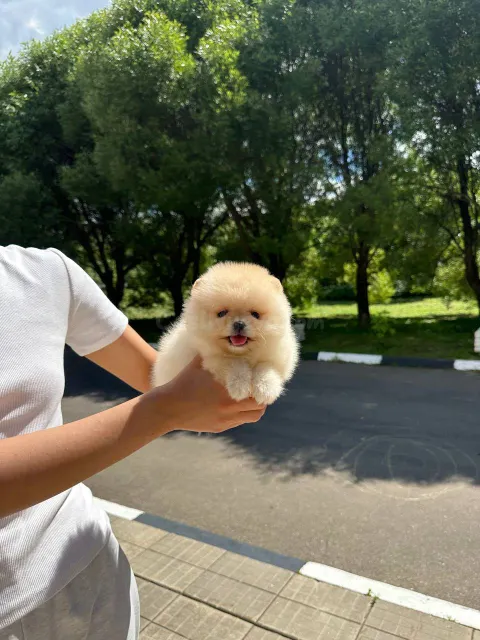 3 preciosos cachorros Pomerania