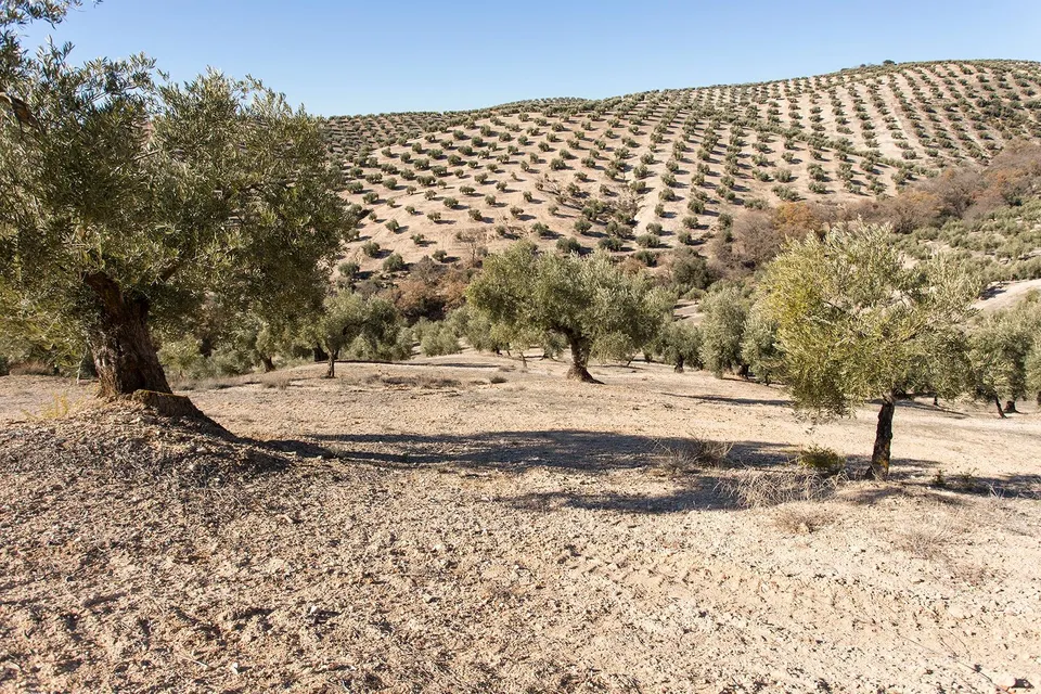 Campotejar. Se vende finca de olivos con una superficie de más de 13 Ha