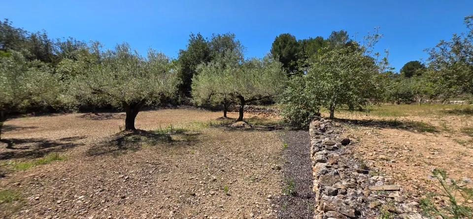 Preciosa Finca Rústica de 4.969 M2 en El Perelló con olivos centenarios