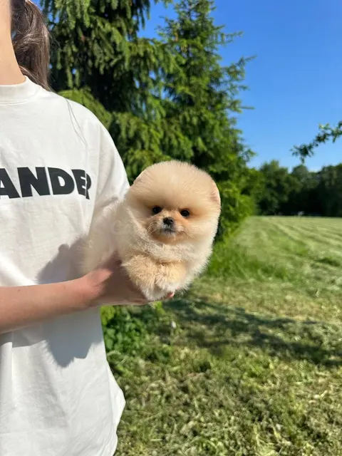 ¡Pomeranias diminutas!
