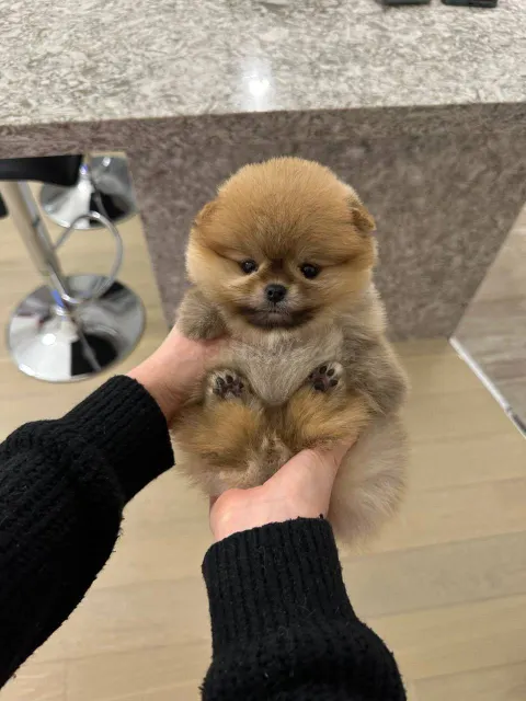 Dos preciosos cachorros Pomerania de tamaño miniatura
