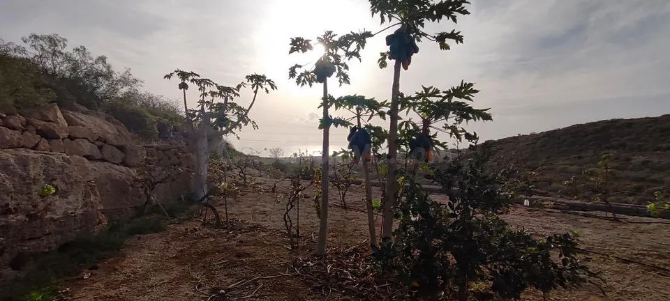 Terreno rústico con cuevas, tanque de agua y cultivo en Chimiche, Granadilla de Abona.