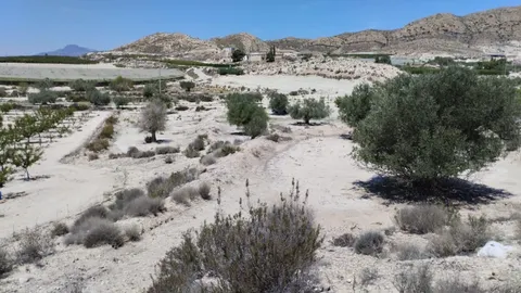 Terreno con Olivos - La Espada, Molina de Segura
