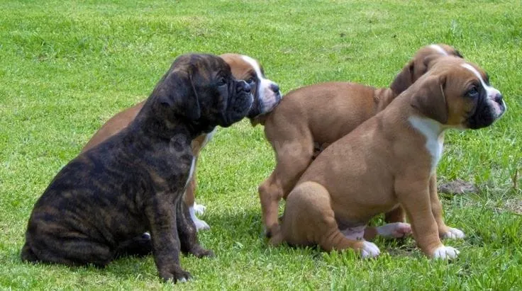 Dulces Cachorros Bóxer Listos para Encontrar su Hogar Ideal ❤️ 603.... 99.... 03... 53