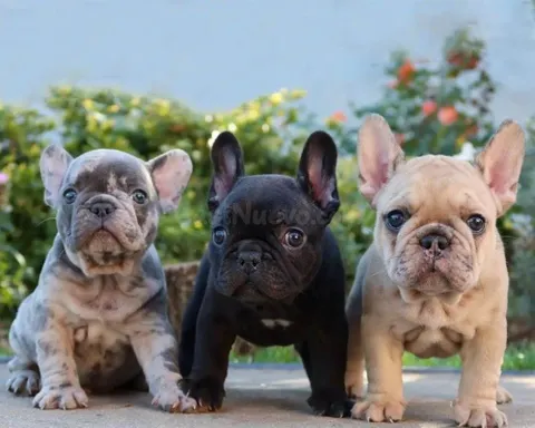 Cachorros de Bulldog Francés en venta.