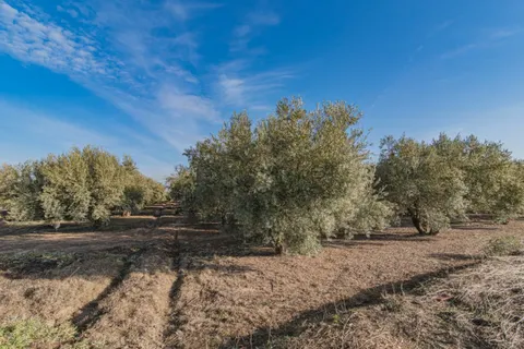 VENTA DE 1 HECTAREA DE FINCA RUSTICA DE OLIVAR DE 22 AÑOS CON RIEGO DE PANTANO