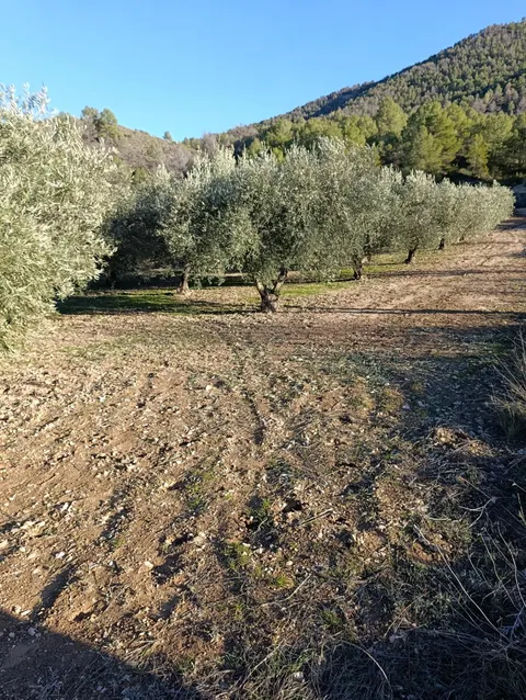 TERRENO RUSTICO CON PLANTACION DE OLIVERAS