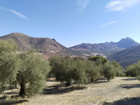 ¡SE VENDE FINCA RÚSTICA DE OLIVAR EN LA COMARCA DE ANTEQUERA!