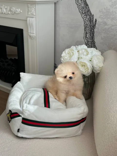 Cachorros Pomerania preciosos y bien entrenados disponibles