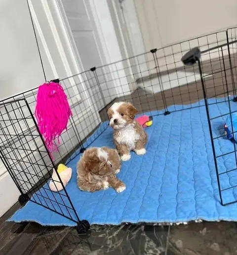 Cachorros disponibles para adopción