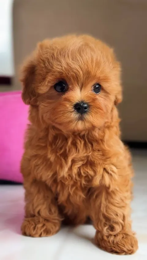 Cachorros de Caniche Toy de Pura Raza