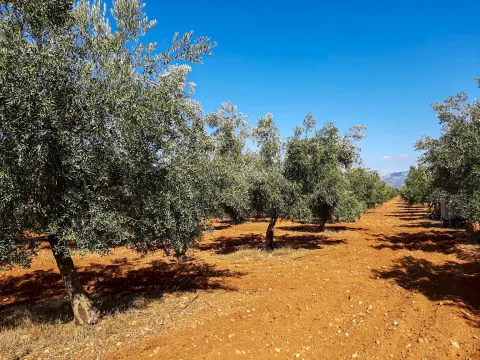 Negocio de aceite de oliva más vacacional