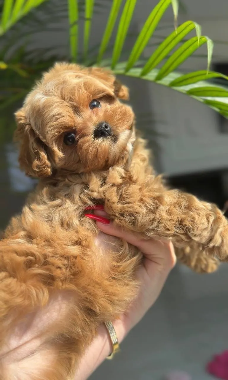 Cachorros de caniche machos y hembras de raza pura, bien entrenados.