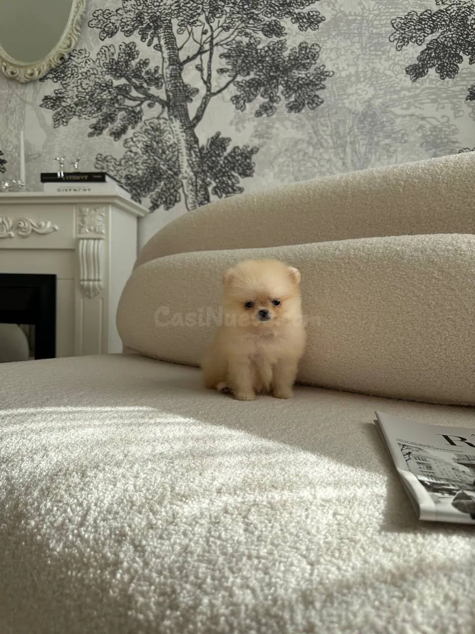 Cachorros de Pomerania criados en casa