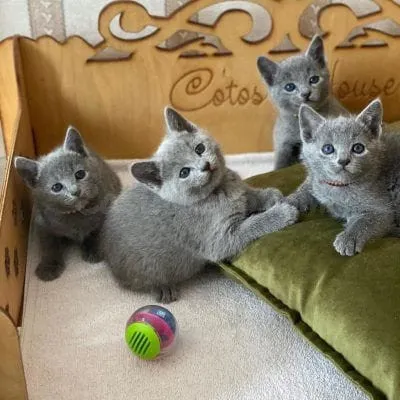 Gatito Russian Blue de Mirada Encantadora Busca un Hogar  | WhatsApp: +34 632 000 221