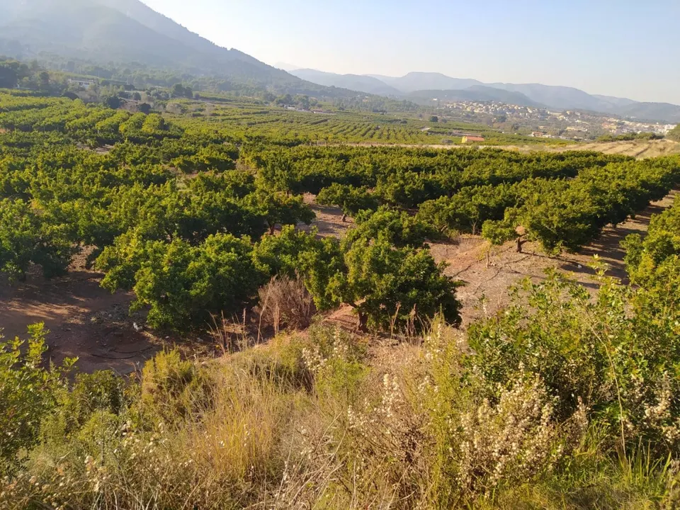FINCA NARANJOS BETXI (RÚSTICA)