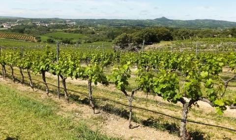 Excepcional finca rústica de 46.000 m2 a solo 500 metros del mar – Gran potencial de inversión en la