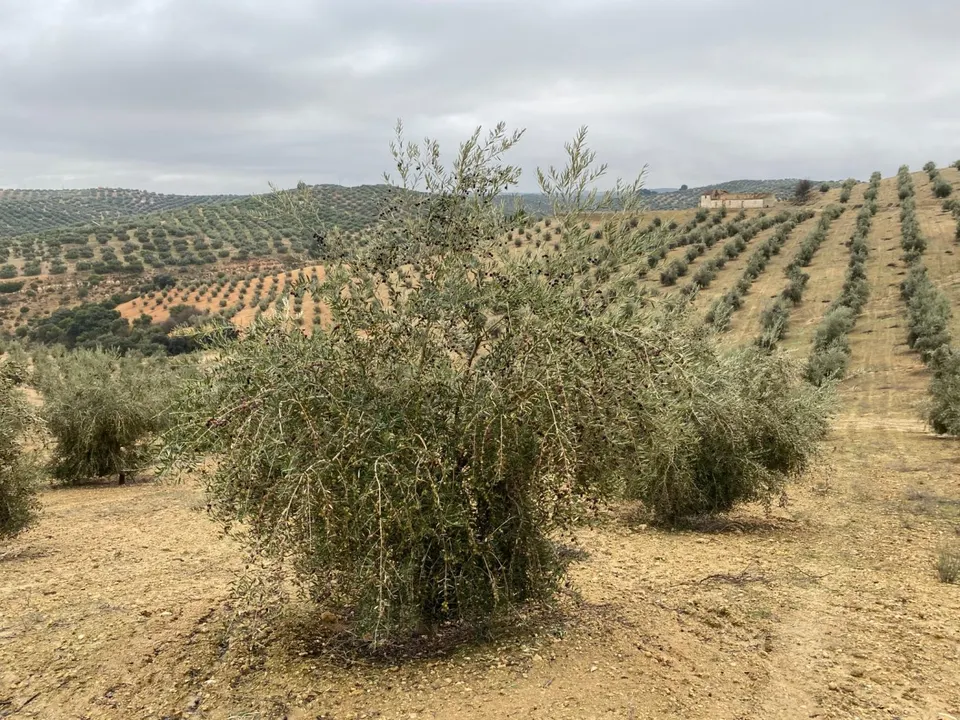 ESPECTACULAR FINCA DE OLIVAR JOVEN Y TRADICIONAL CON UN RENDIMIENTO INMEJORABLE