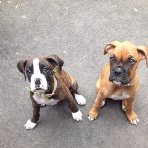 Preciosos Cachorros Bóxer Esperando una Familia que los Quiera ❤️ 603.... 99.... 03... 53