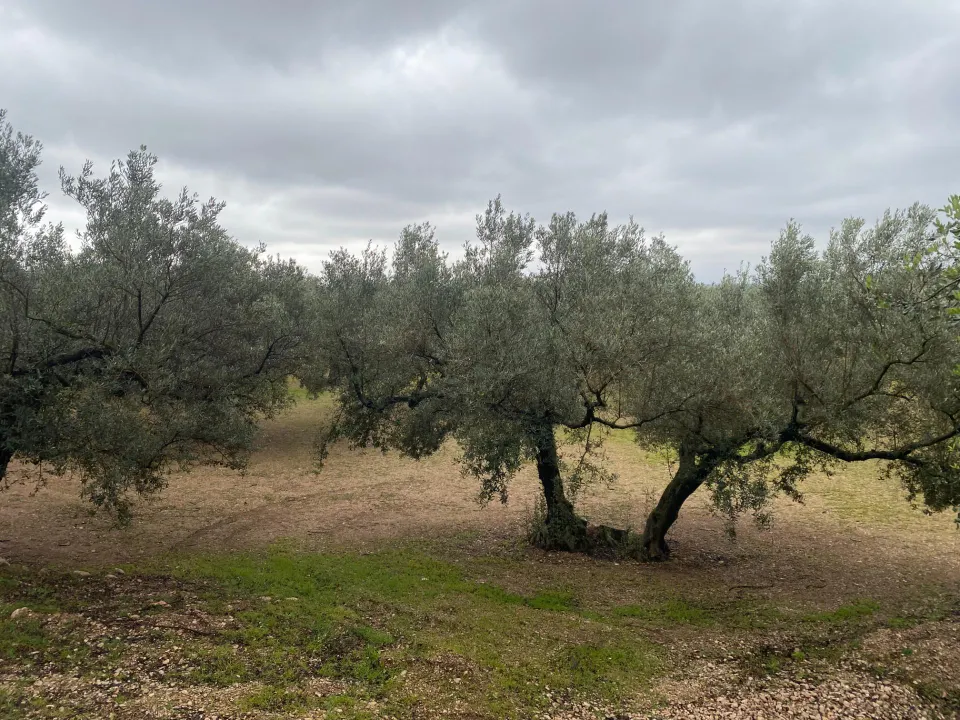 Finca rústica con olivos junto al Canal Xerta-Calig – con agua, luz y almacén
