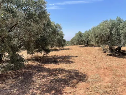 Finca rústica de olivos, viña y calma con nave de 500m2