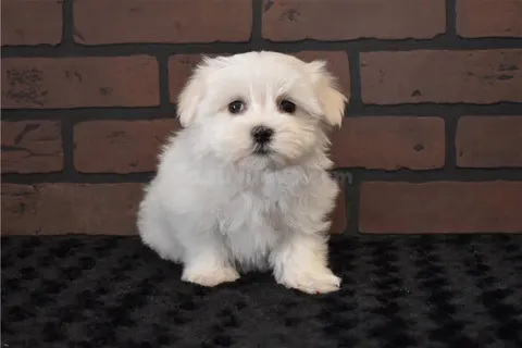 regalo cachorritos de Bichon Maltes de Pura Raza