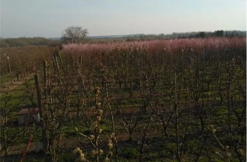 FINCA DE REGADÍO EN ALCARRÀS