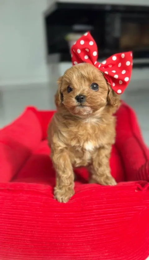 Cachorros Caniche Toy