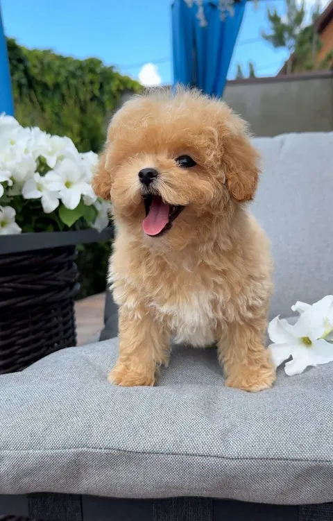 Cachorros de caniche adorables disponibles