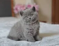 Gatitos Britanicos Disponibles
