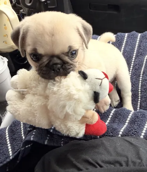 ¡Regalo gratis! Preciosos cachorros de pug en adopción.