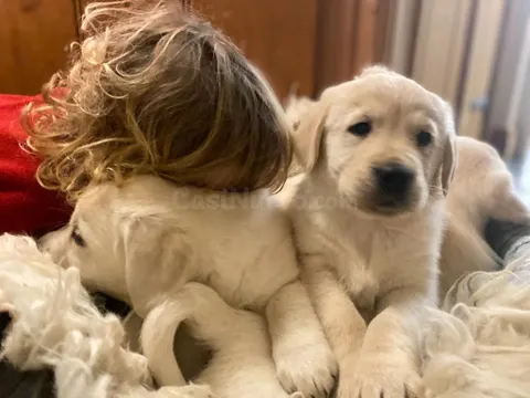 Cachorros Golden Retriever