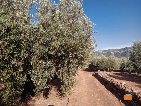 FINCA DE OLIVOS CON CASETA DE CAMPO EN VENTA EN FREGINALS (TARRAGONA)