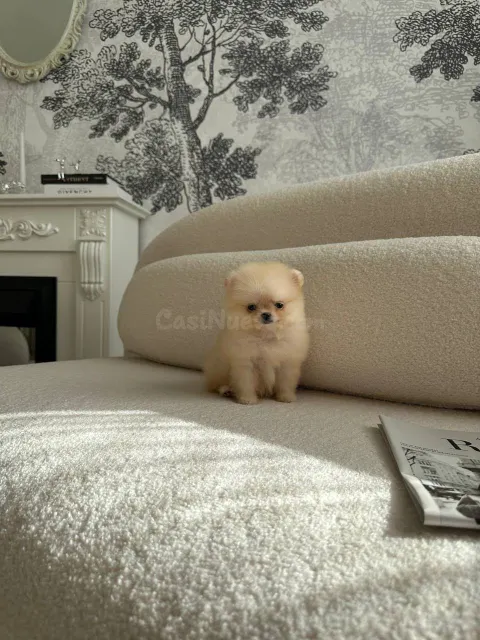 Cachorros de Pomerania criados en casa