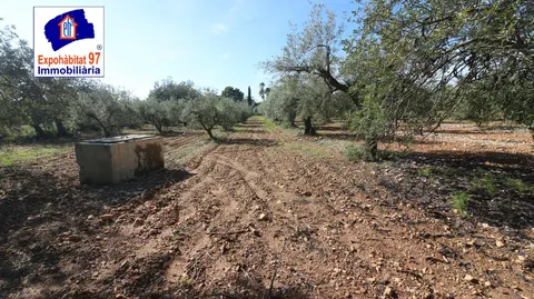 FINCA RUSTICA CON POZO DE AGUA EN MONT-ROIG DEL CAMP