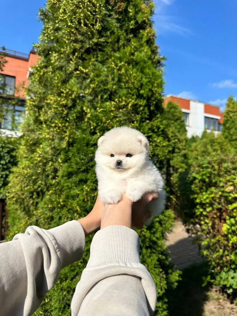 Cachorros Pomerania (machos y hembras)