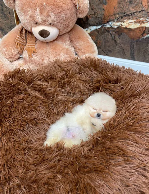 Cachorros Pomerania adorables en adopción