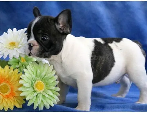 Cachorros de Bulldog Francés