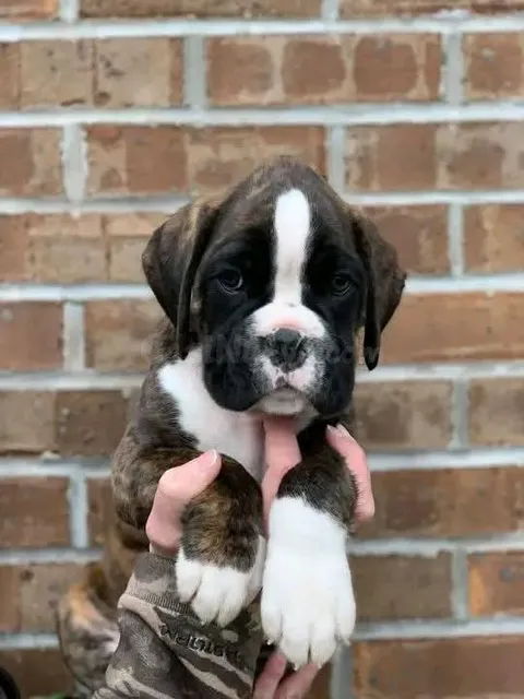 Cachorros Bóxer Preciosos Buscan una Familia Cariñosa 603.... 99.... 03... 53