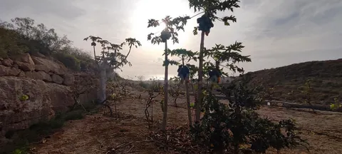 Terreno rústico con cuevas, tanque de agua y cultivo en Chimiche, Granadilla de Abona.