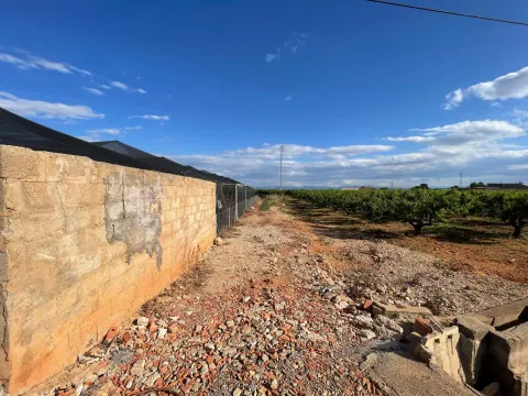 Terreno Rústico con Cultivo de Caqui en Benimodo (Valencia)