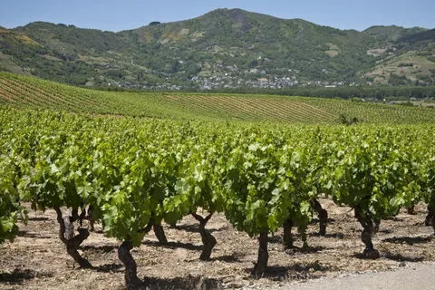 SE VENDE BODEGA con VIÑEDO en SORRIBAS-TORAL DE LOS VADOS