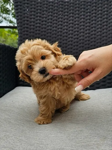 Cachorro de raza tipo Poodle o Caniche