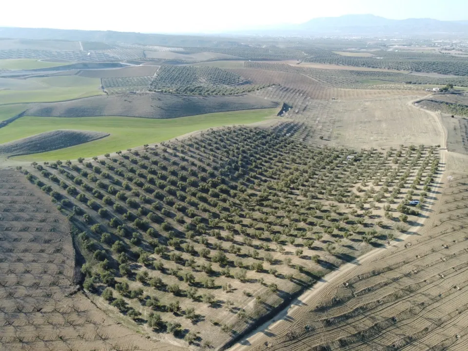 FINCA DE OLIVOS EN LAS GABIAS
