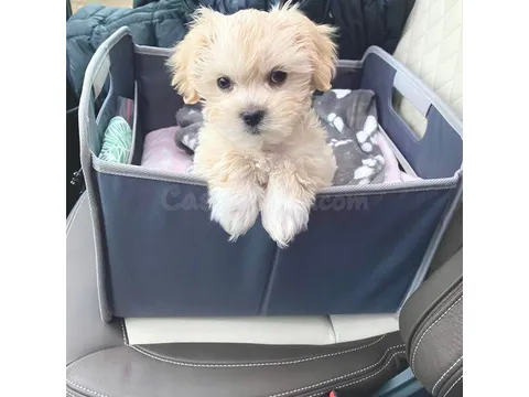 Encantadores cachorros Maltipoo criados en casa
