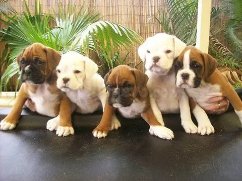 Cachorros Bóxer Encantadores Listos para un Nuevo Hogar  |  603.... 99.... 03... 53
