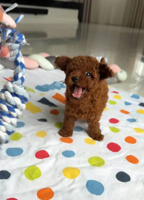 Cachorros de caniche miniatura listos para ser adoptados, buscando un hogar definitivo.1