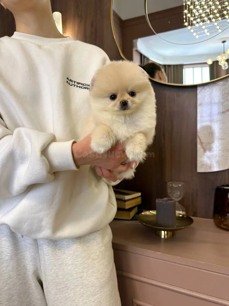 Preciosos cachorros Pomerania disponibles