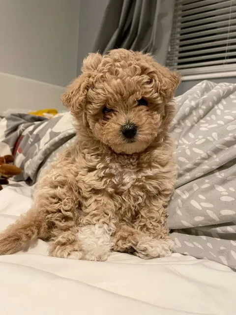 Cachorro de raza tipo Poodle