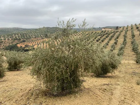 ESPECTACULAR FINCA DE OLIVAR JOVEN Y TRADICIONAL CON UN RENDIMIENTO INMEJORABLE